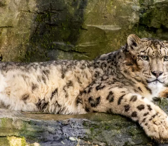 Asian leopard cat habitat