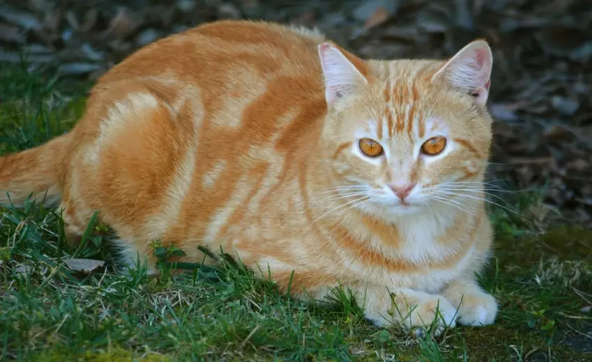 male orange cat