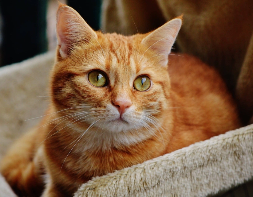Orange tabby cat breed