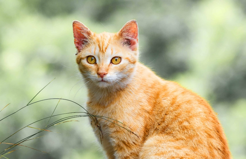 orange tabby cat lifespan