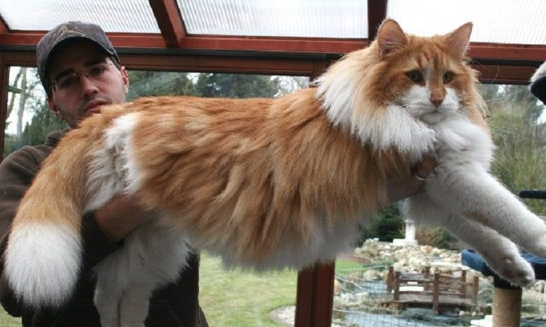 Forest cats of norway size