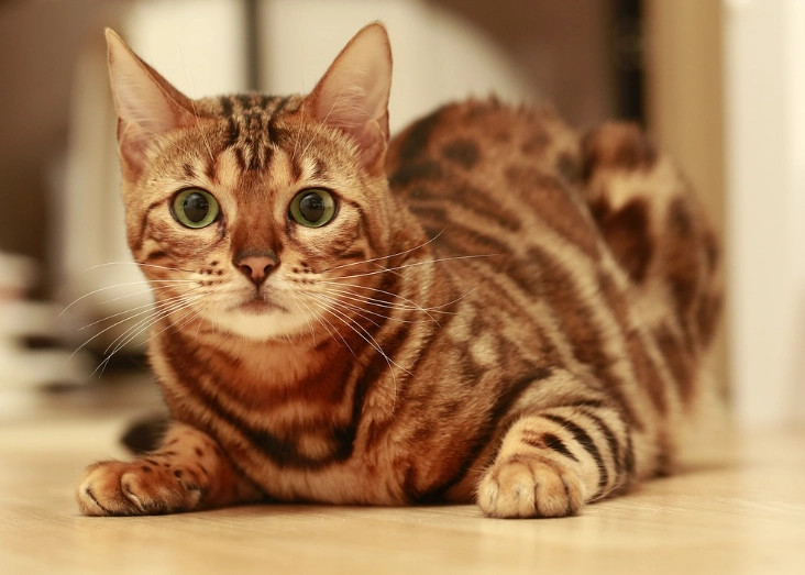 Bengal cat care difficulties