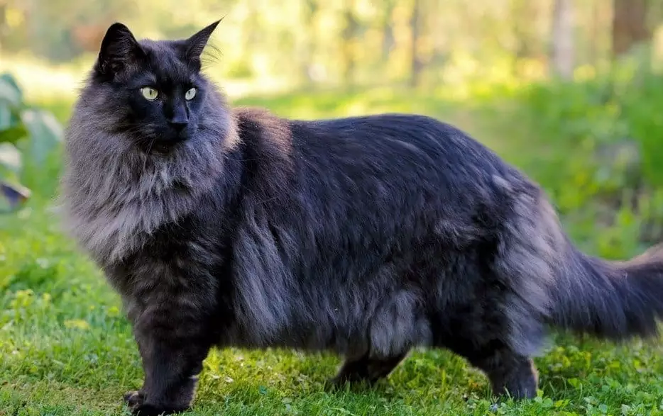 Norwegian Forest cat size