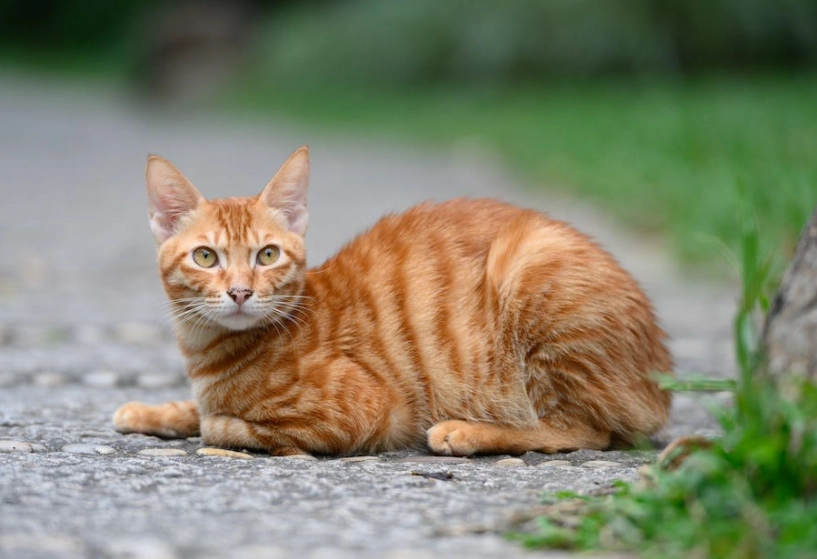 how long do tabby cats live