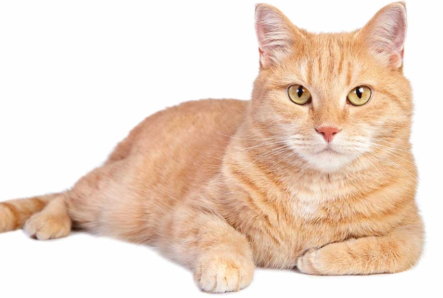 are ginger cats rare