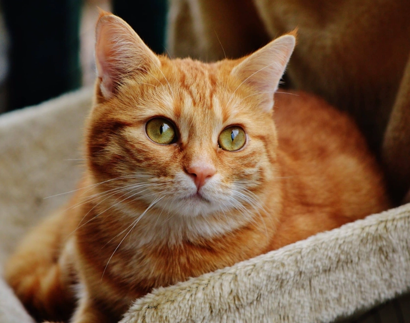 orange tabby personality