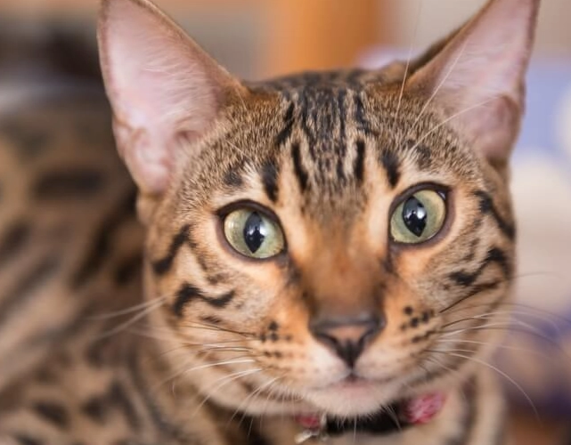 What is the disadvantage of a Bengal cat?