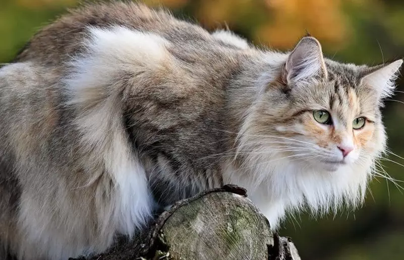 Norwegian Forest cat vs Maine Coon