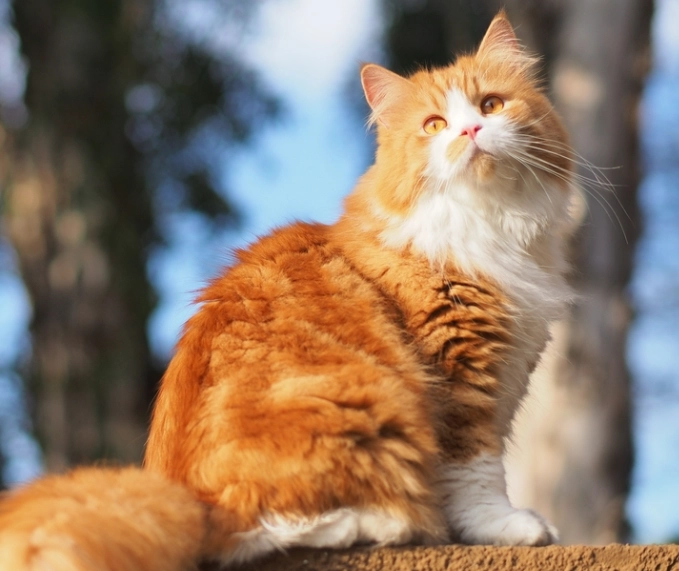 Is orange cat Persian?