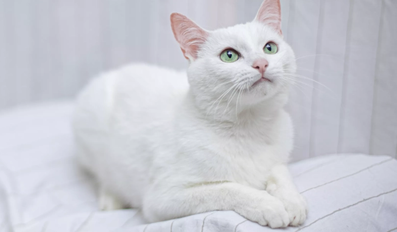 deafness in white cats