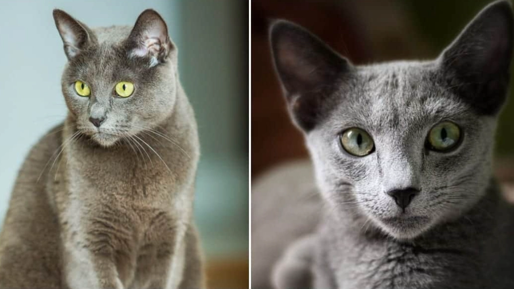 blue cat rarity blue cat rarity