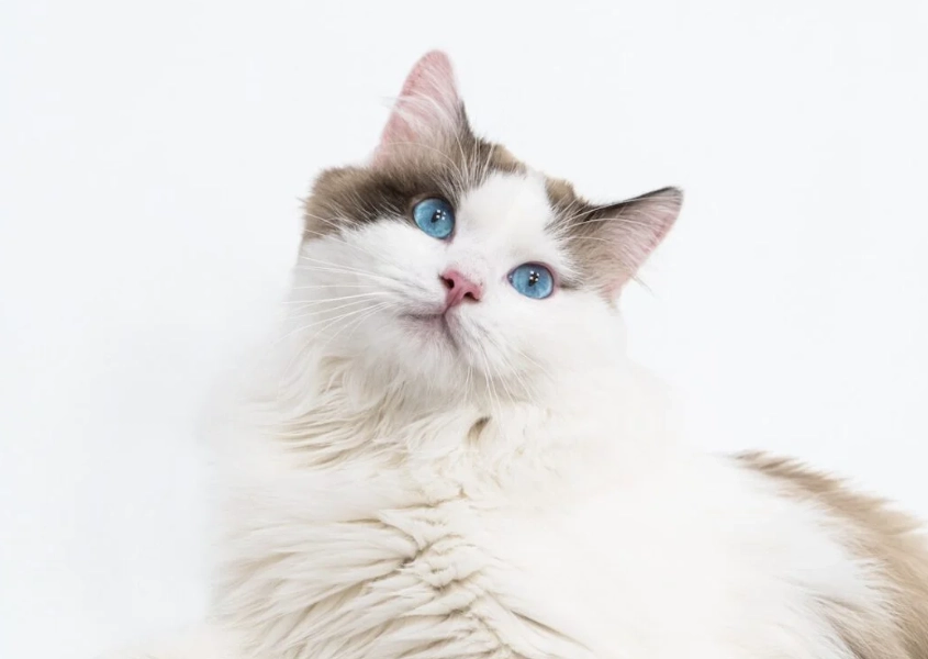 Ragdoll cat identification