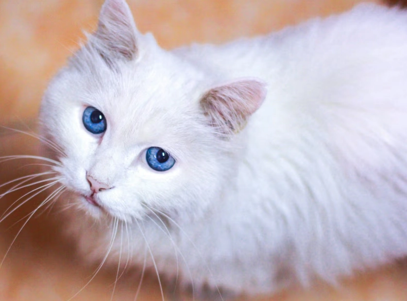 White cat breeds