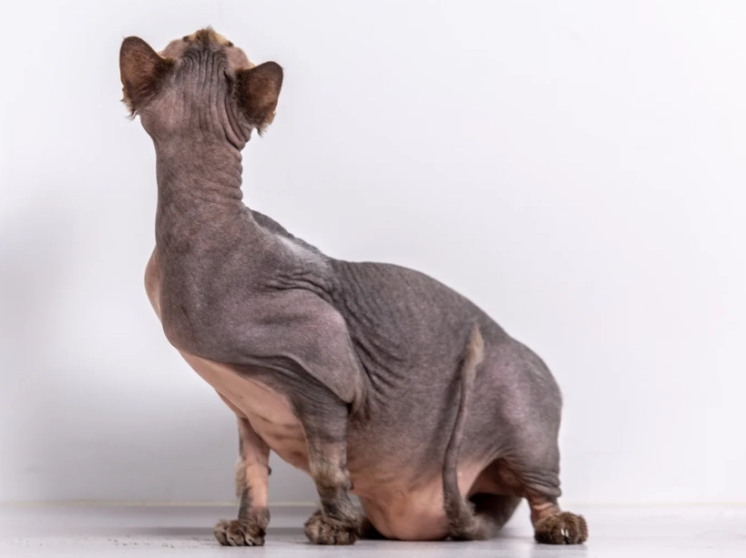 Sphynx cat behavior
