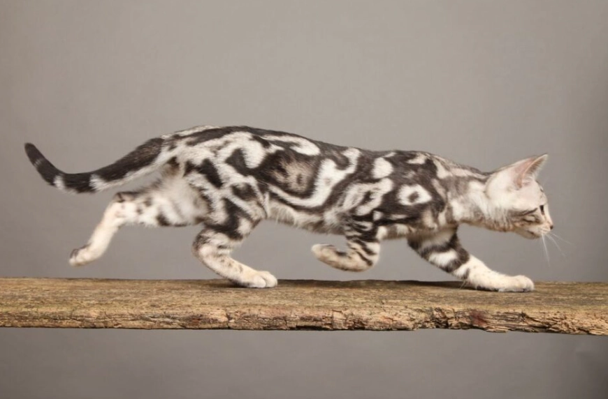 bengal cat marble pattern