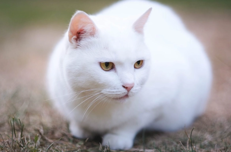 white cat genetics white cat genetics