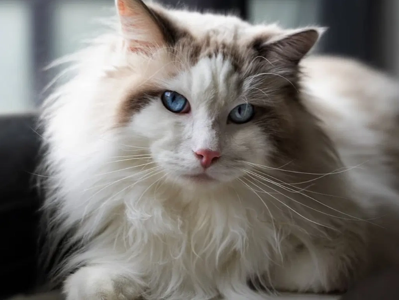 How to identify a Ragdoll cat
