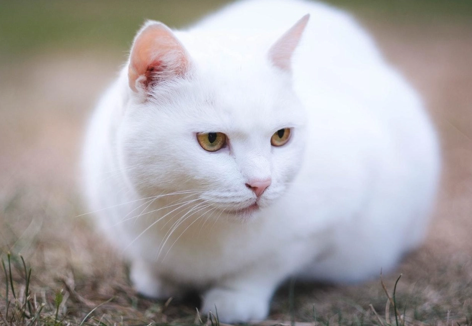 What breed of cat is white?
