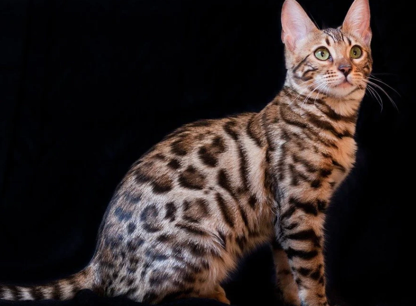 marbled bengal cat