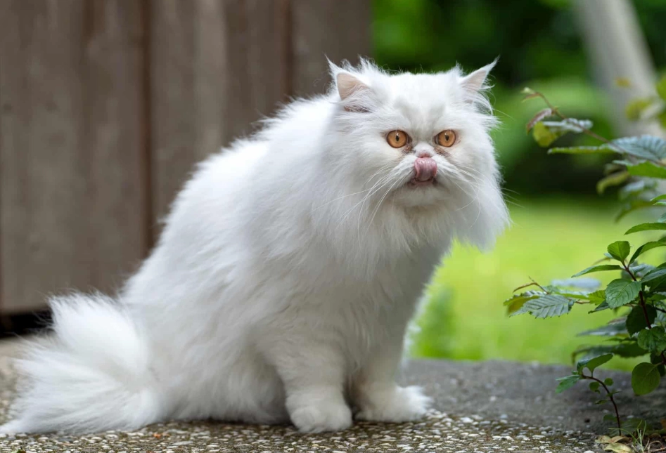 white cat breeds