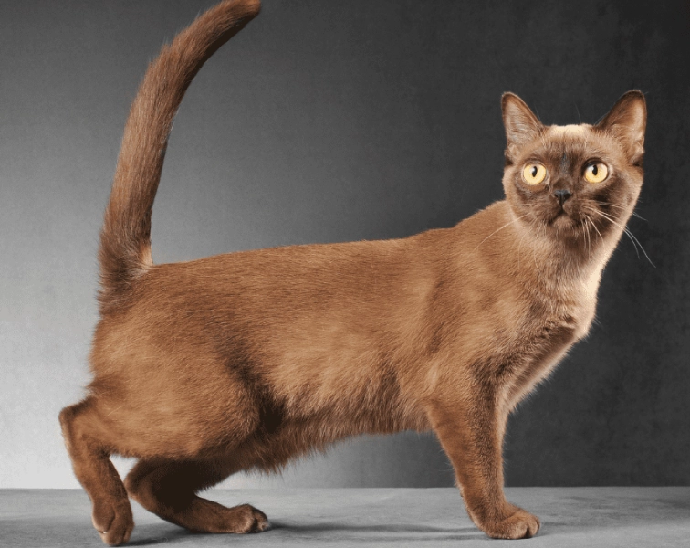light brown cat health