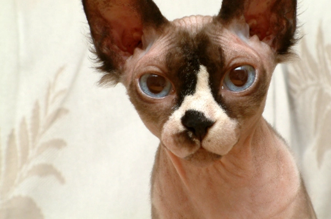 Sphynx cat personality