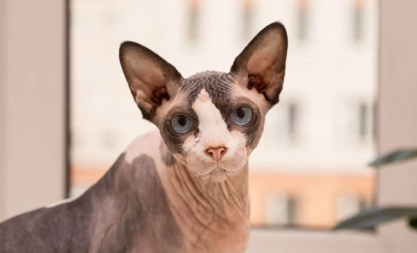 Do Sphynx cats smell?