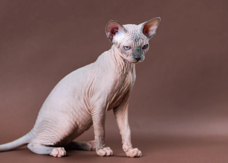 Sphynx cat care