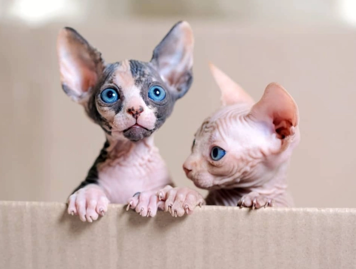 Sphynx cat price Sphynx cat price