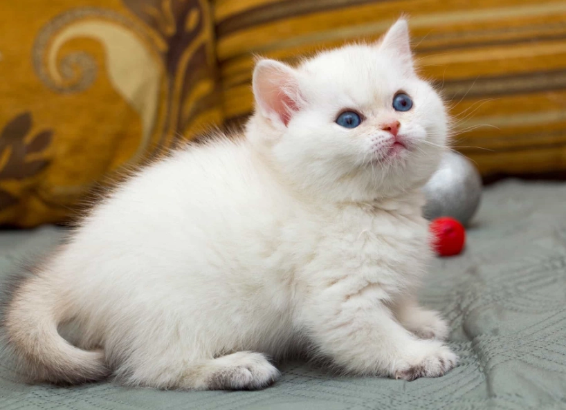 white cat breeds white cat breeds