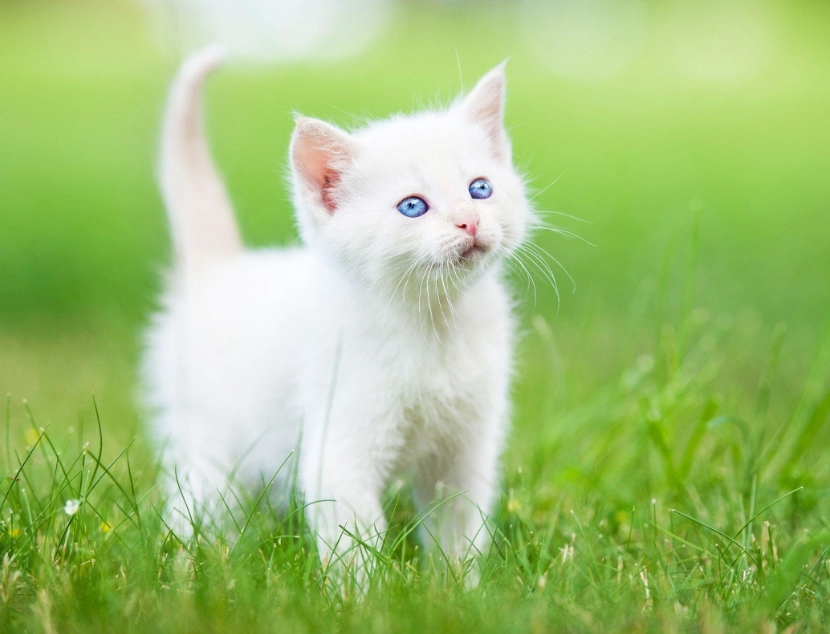 White cat kitten