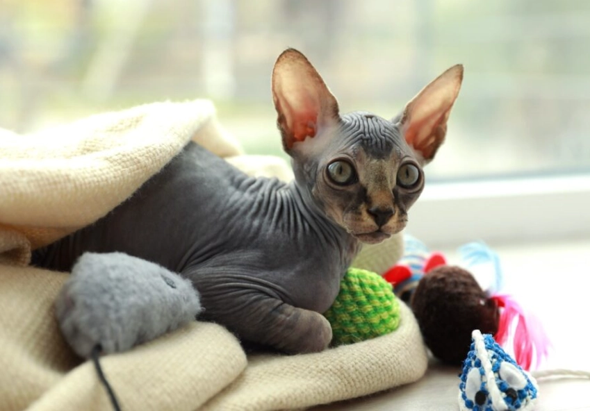 Sphynx kitten cost Sphynx kitten cost