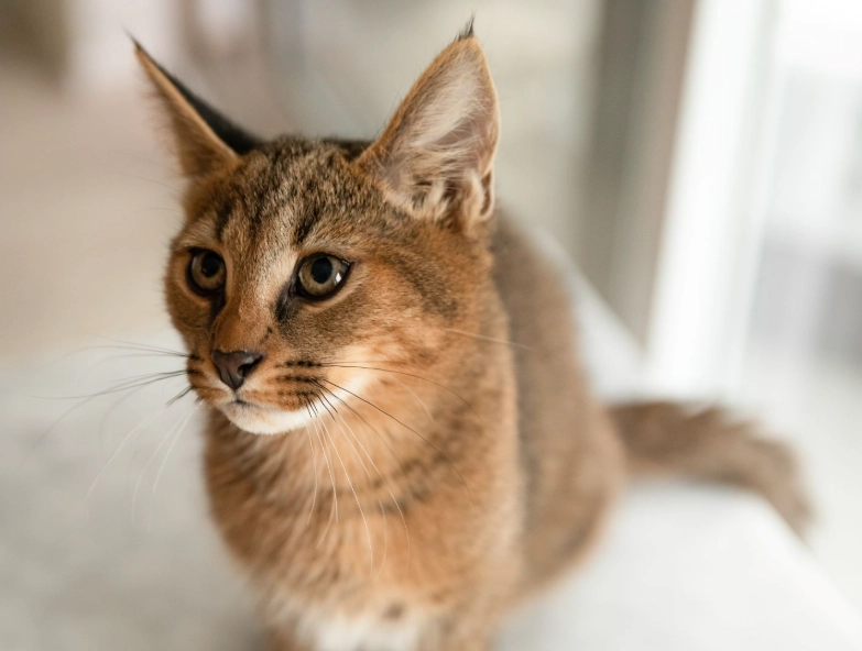 Can you have a lynx cat as a pet?