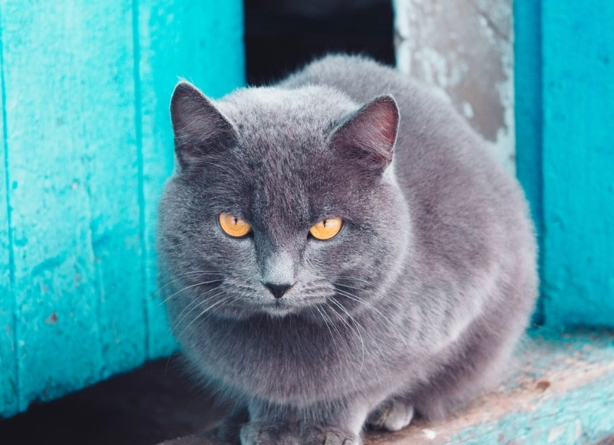 how rare are blue cats how rare are blue cats