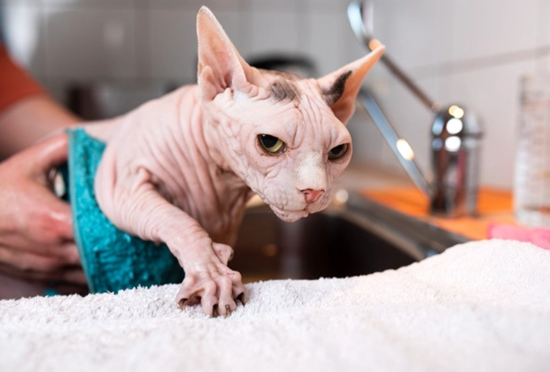 sphynx cat odor