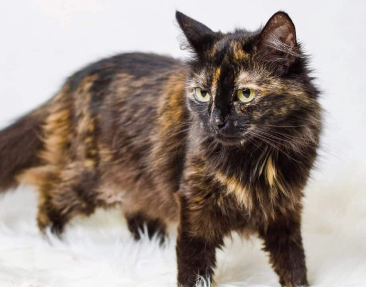tortie cat cost