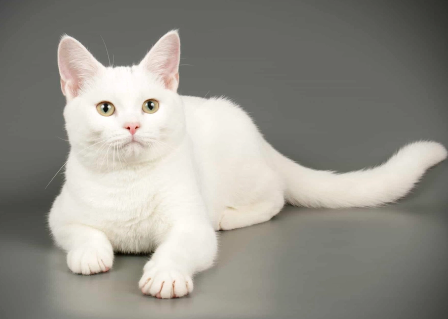 white cat breeds