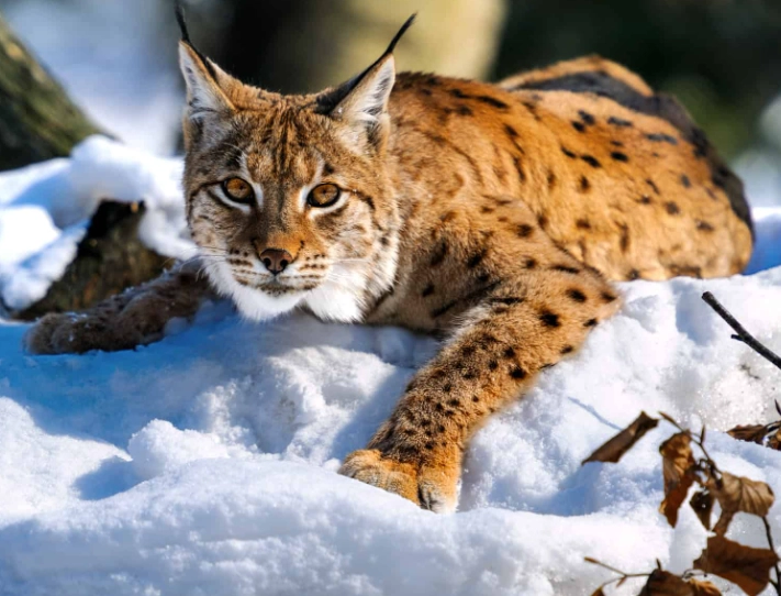 pet lynx
