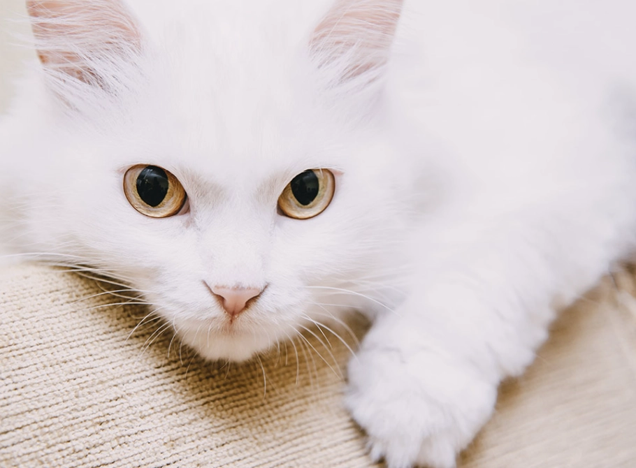 white cat kitten care