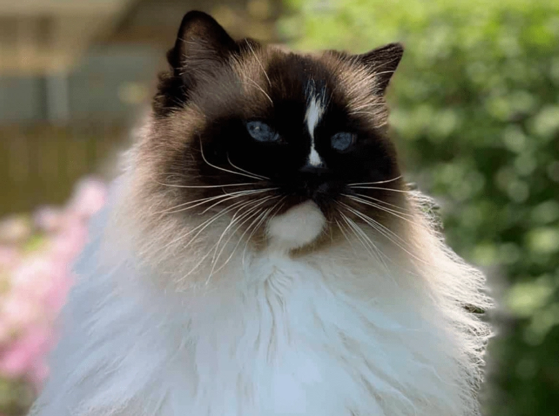 identify Ragdoll cat