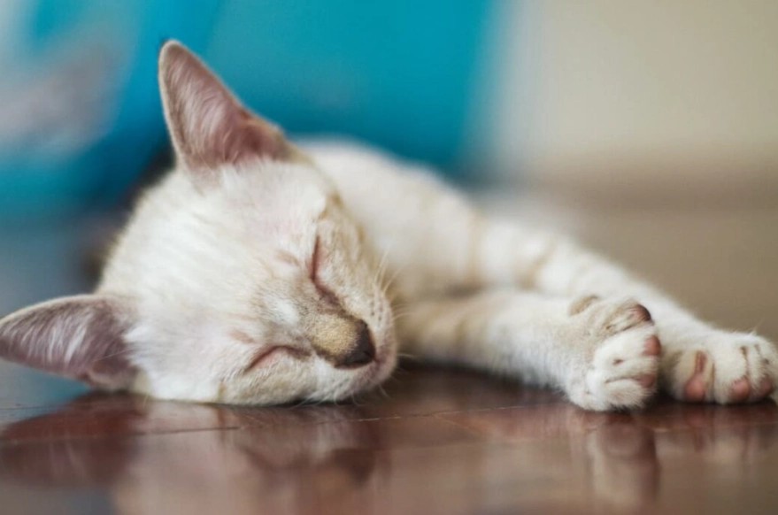 white cat breeds white cat breeds