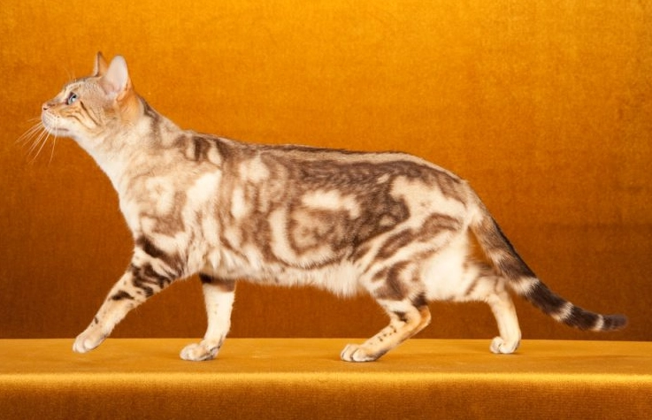 Marbled Bengal cat