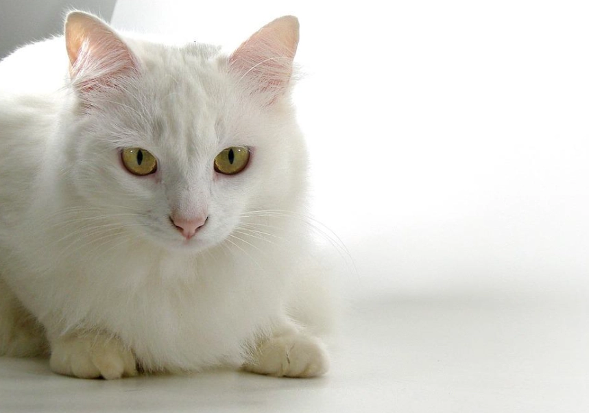 caring for white cats
