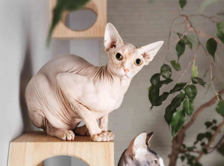 Sphynx cat grooming Sphynx cat grooming