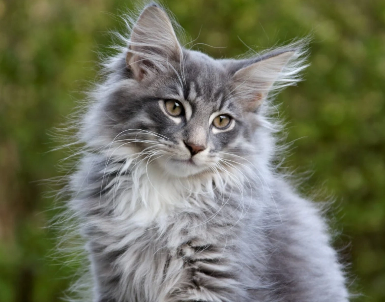 hypoallergenic cat breeds