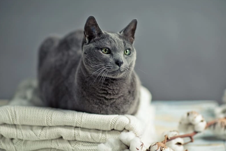 rare blue cat breeds rare blue cat breeds