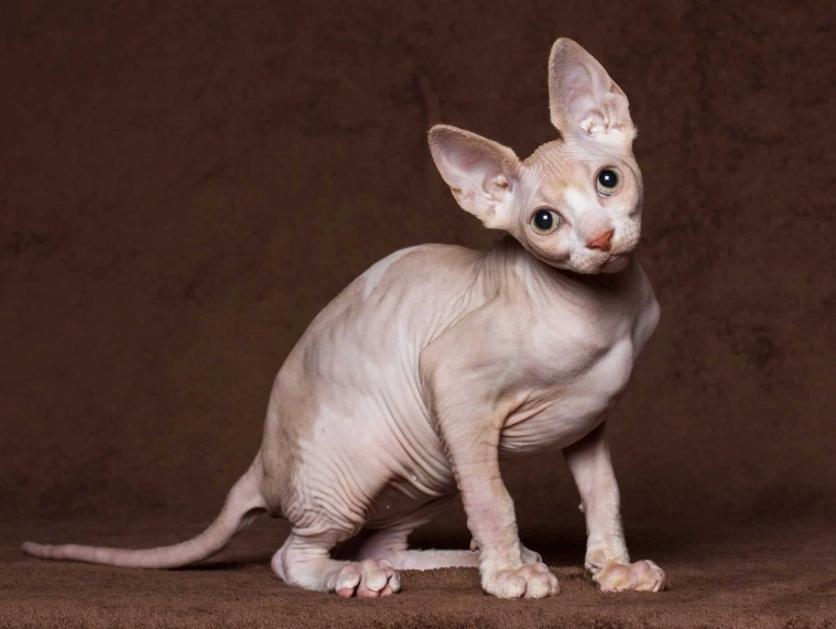 Sphynx cat price