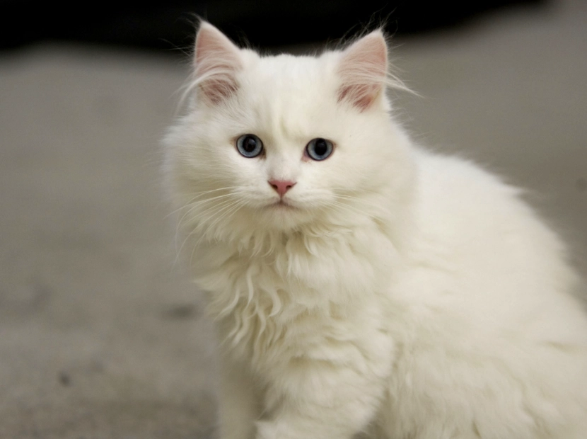 white cat breeds