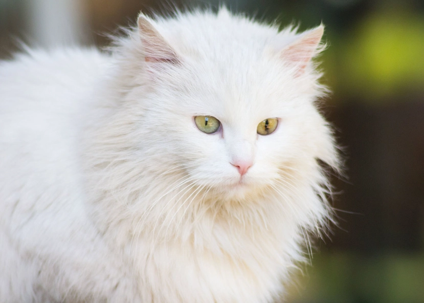white cat personality
