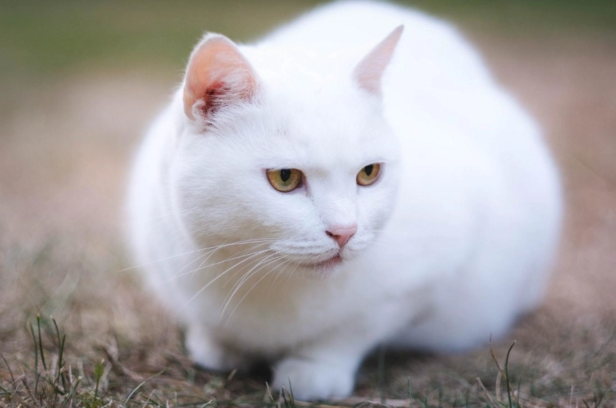 White cat personality